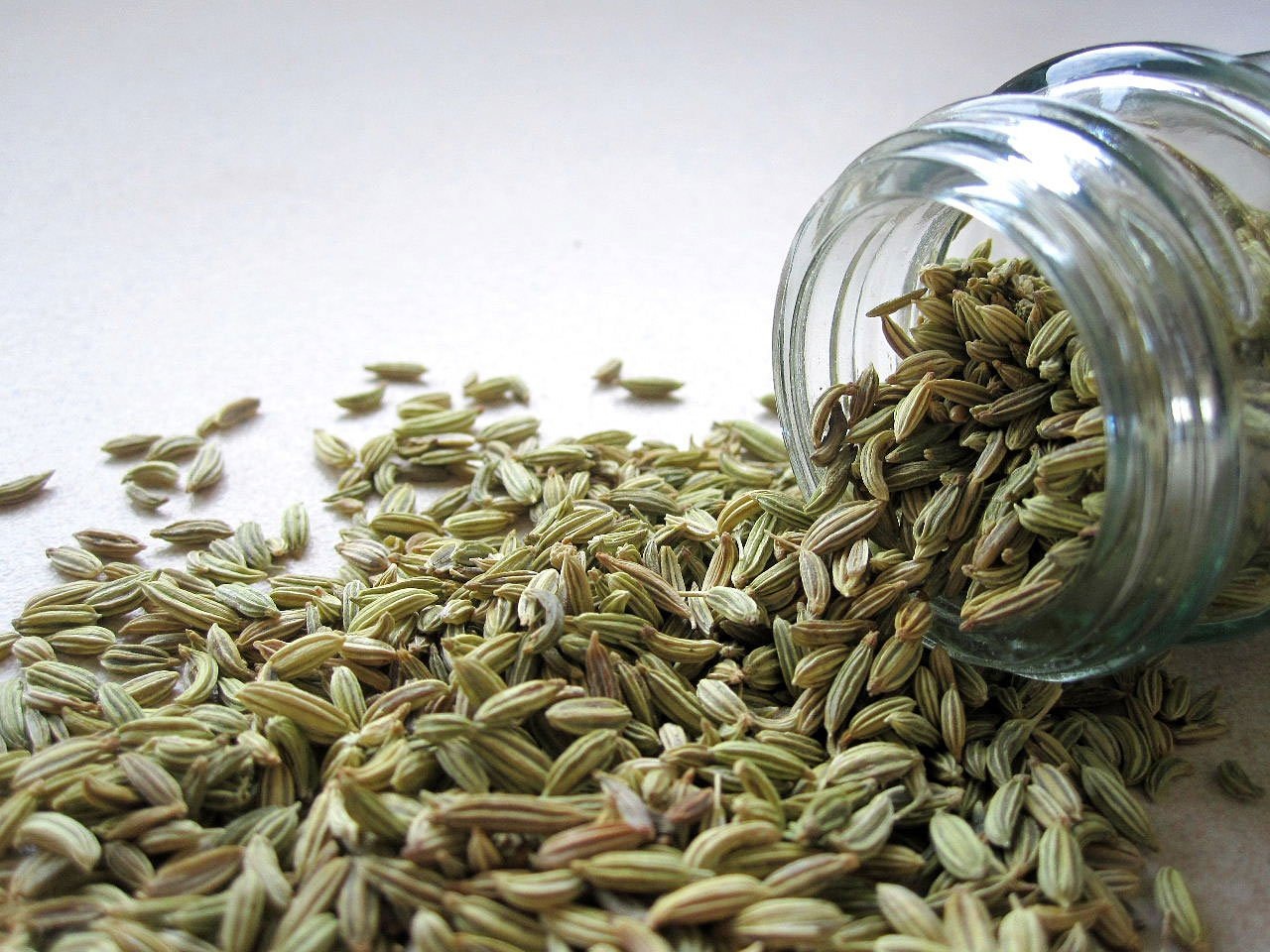 How to Grow Fennel Plant in Your Garden Garden and Happy