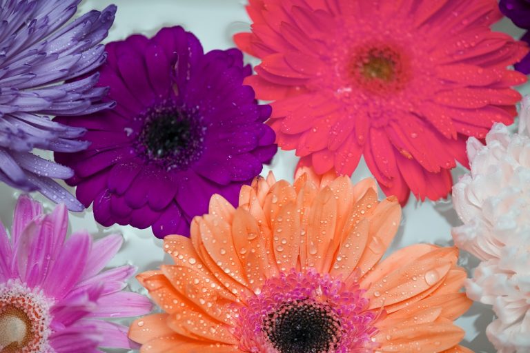 A Complete Growing and Care Guide for Gerbera Daisy Garden and Happy