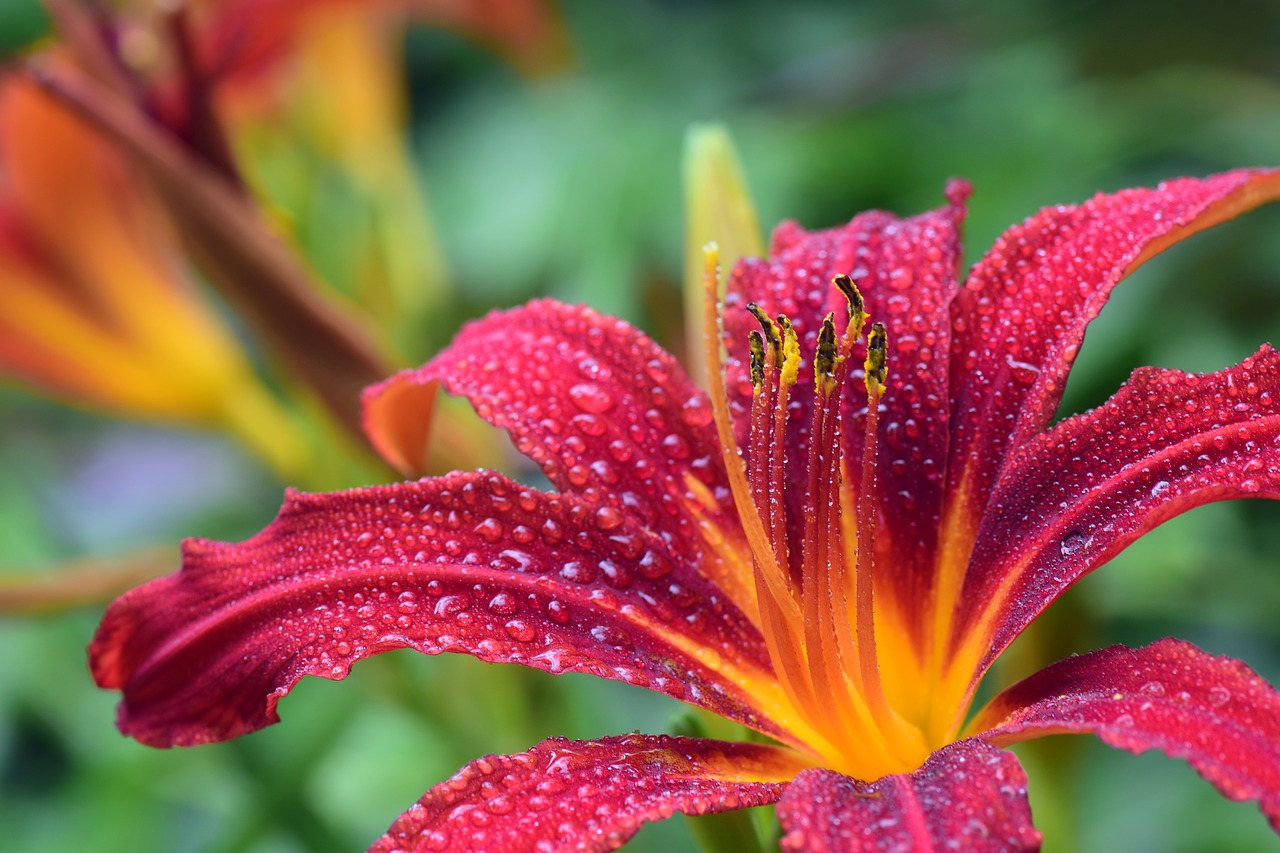 9 Huge Differences Between Poisonous Tiger Lilies and Day Lilies