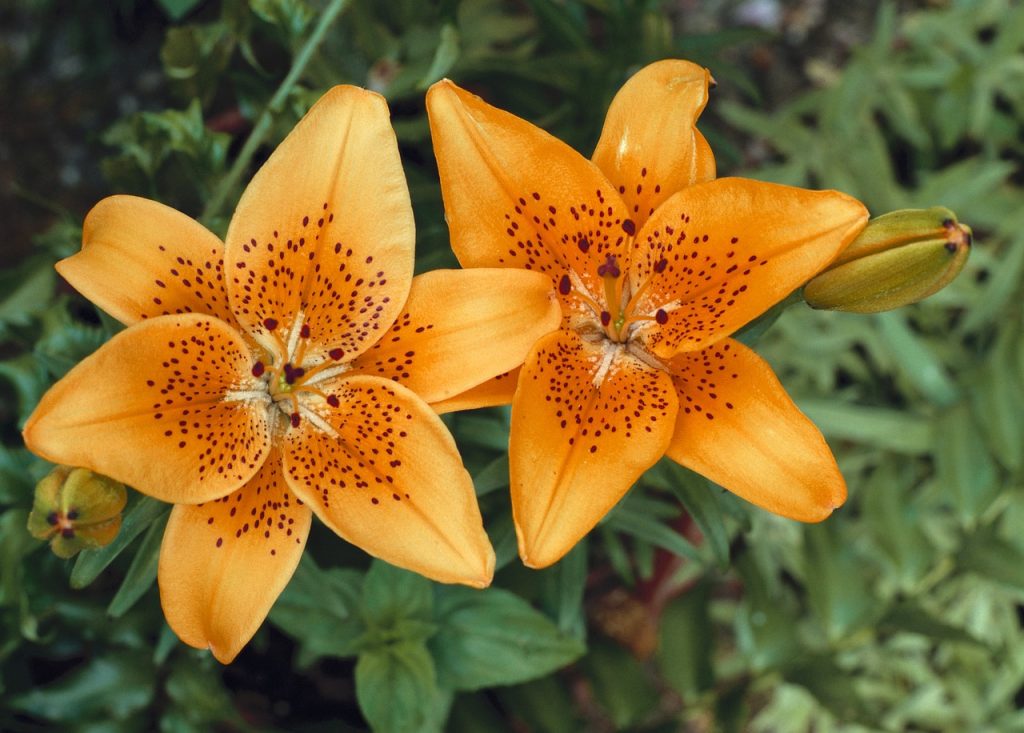 9 Huge Differences Between Poisonous Tiger Lilies and Day Lilies Garden and Happy