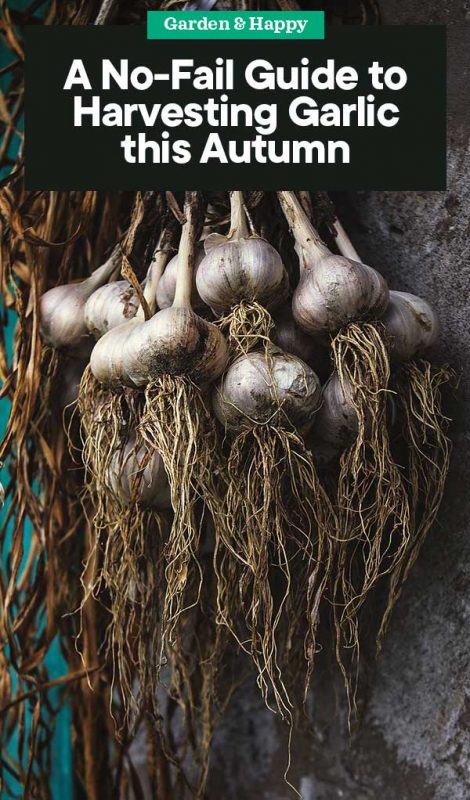 A No-Fail Guide to Harvesting Garlic this Autumn - Garden and Happy