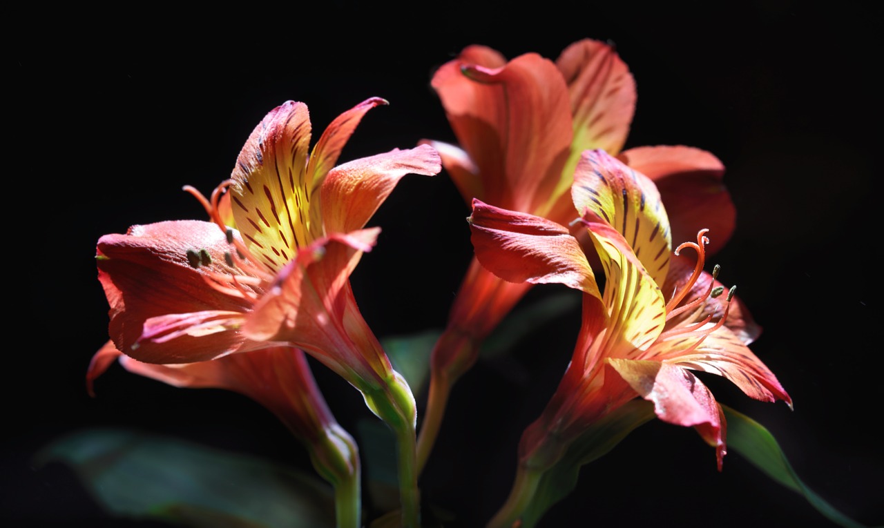 The Complete Guide to Growing 8 Elegant Alstroemeria Lilies Garden