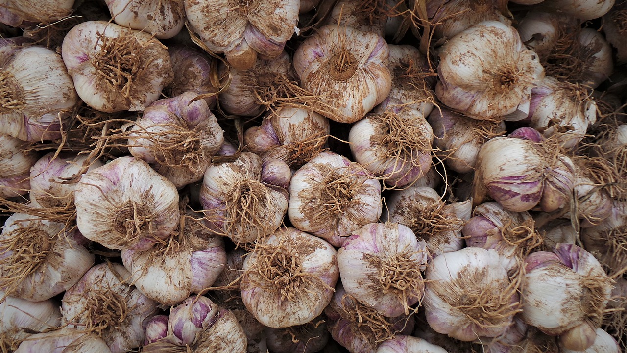 A NoFail Guide to Harvesting Garlic this Autumn Garden and Happy