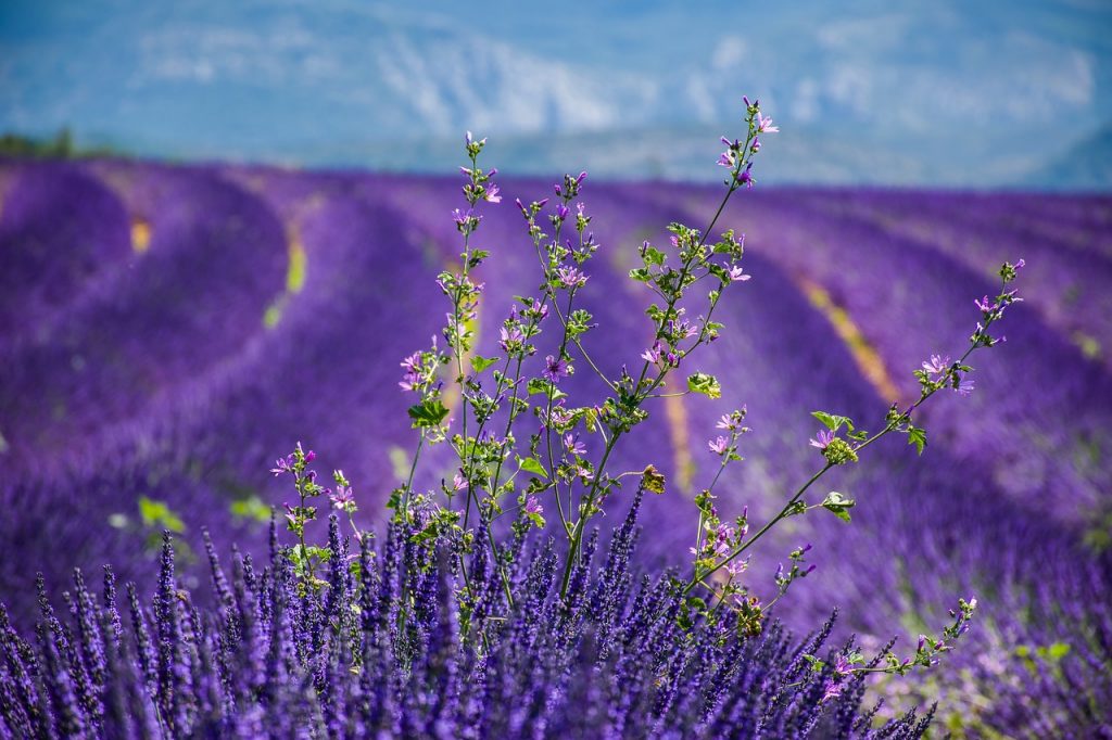 5 Extraordinary Lavender Plant Varieties to Explore for Different Uses Garden and Happy