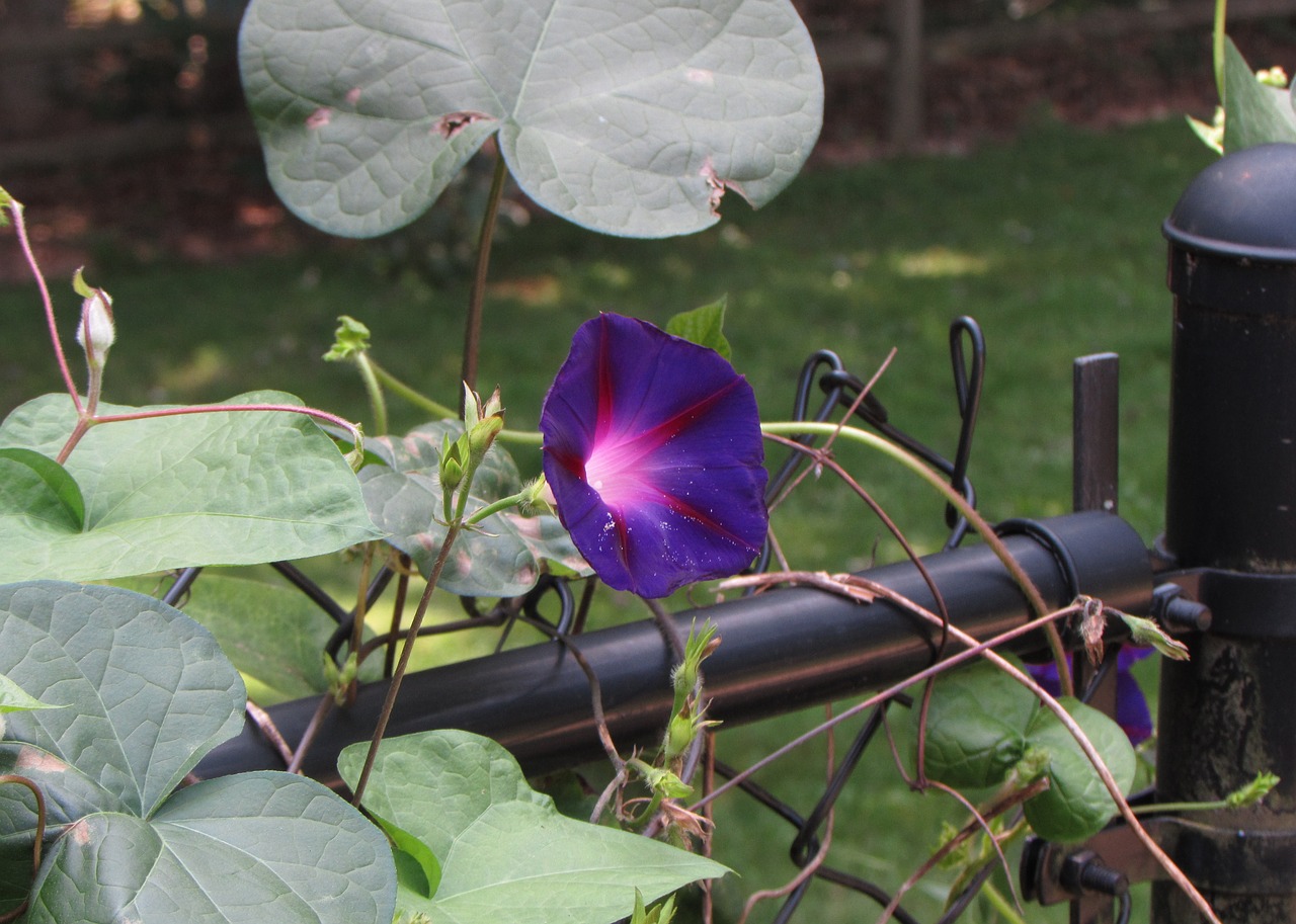 A Complete Morning Glory Growing Guide and 4 Varieties to Inspire You