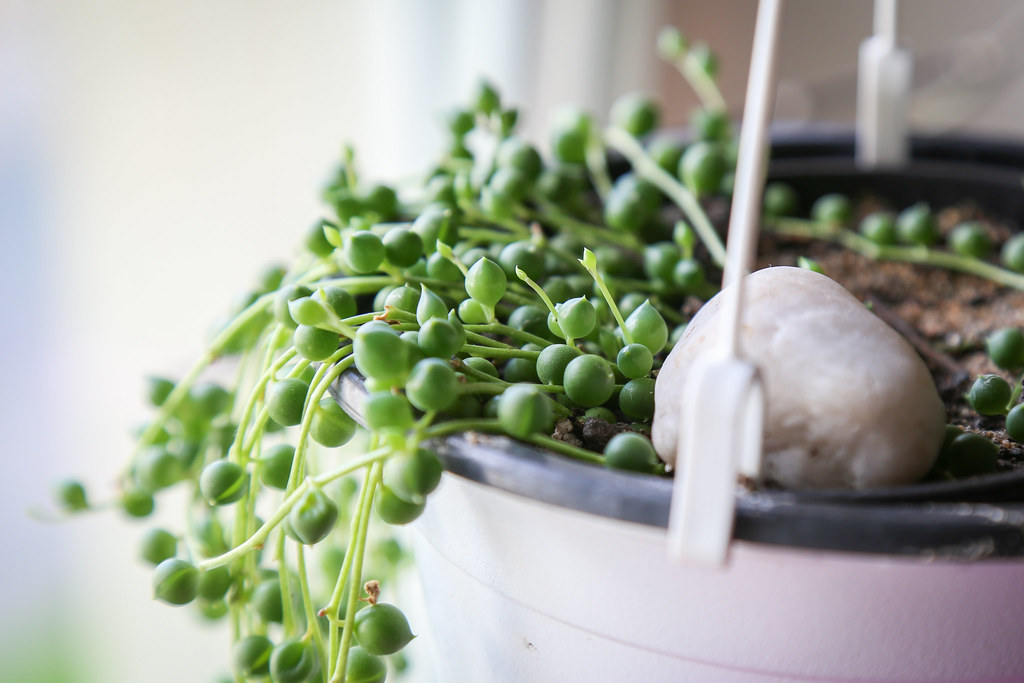 Yes, You Can Grow a String of Pearls Plant Outdoors. Here's How. Garden and Happy