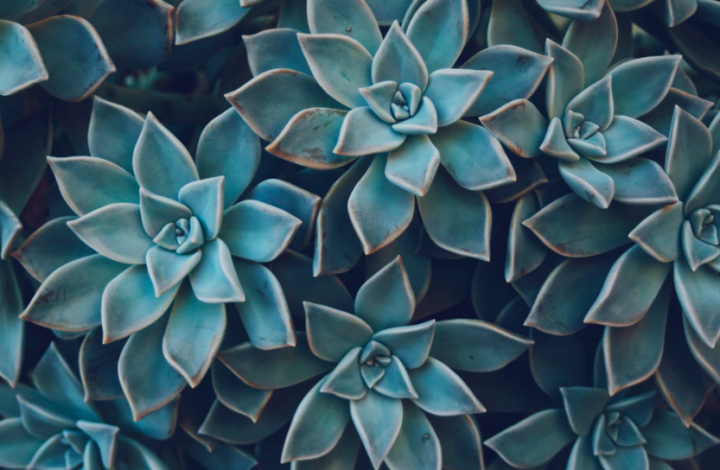 Hens and chicks