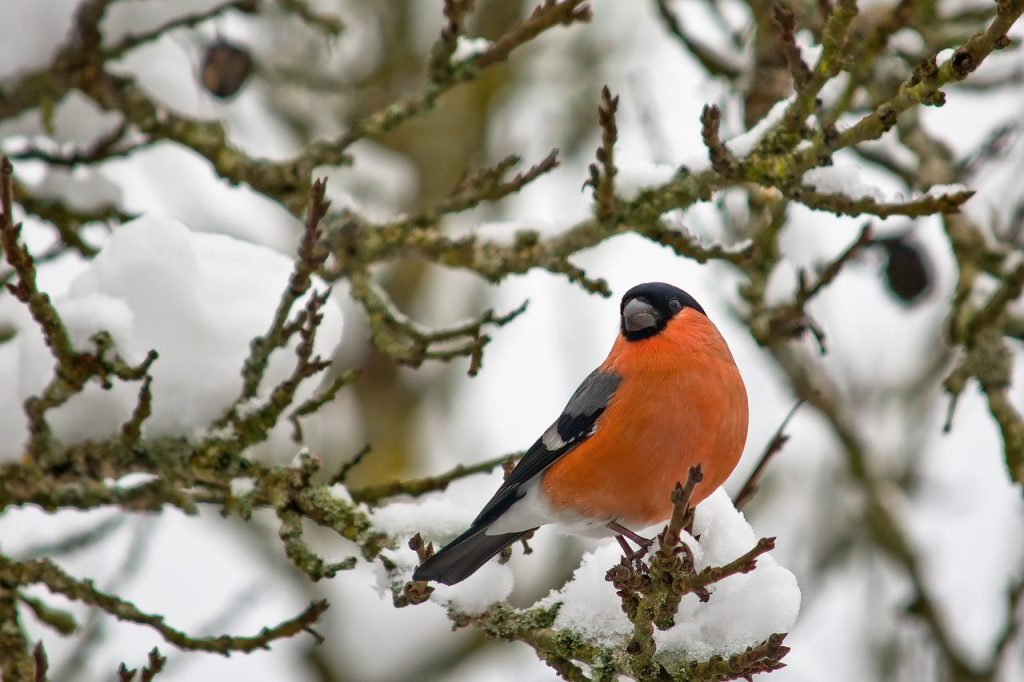 19 of the Best and Most Nourishing Winter Plants for Birds Garden and