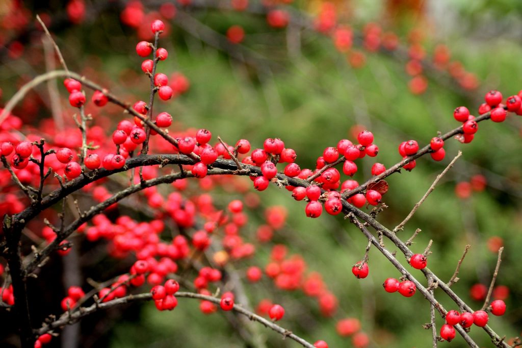 19 of the Best and Most Nourishing Winter Plants for Birds Garden and