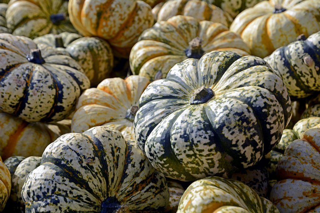 15 Amazing Ways to Use Decorative Gourds This Fall Garden and Happy