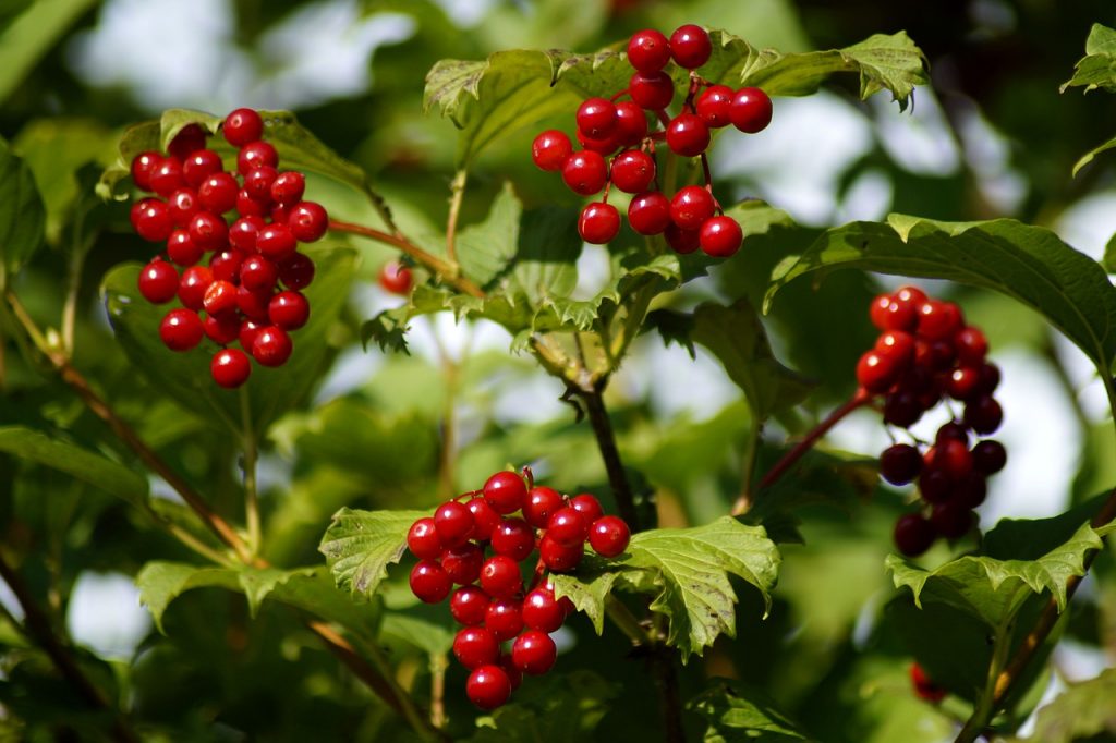 19 of the Best and Most Nourishing Winter Plants for Birds Garden and