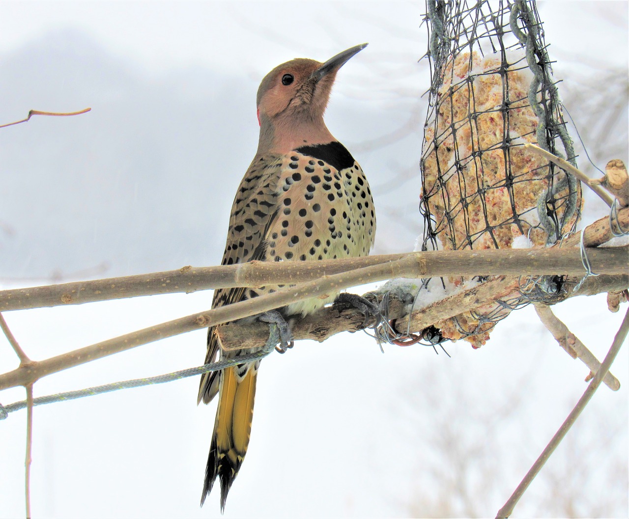 How to Make a DIY Suet Bird Feeder to Help Hungry Birds in Wintertime Garden and Happy