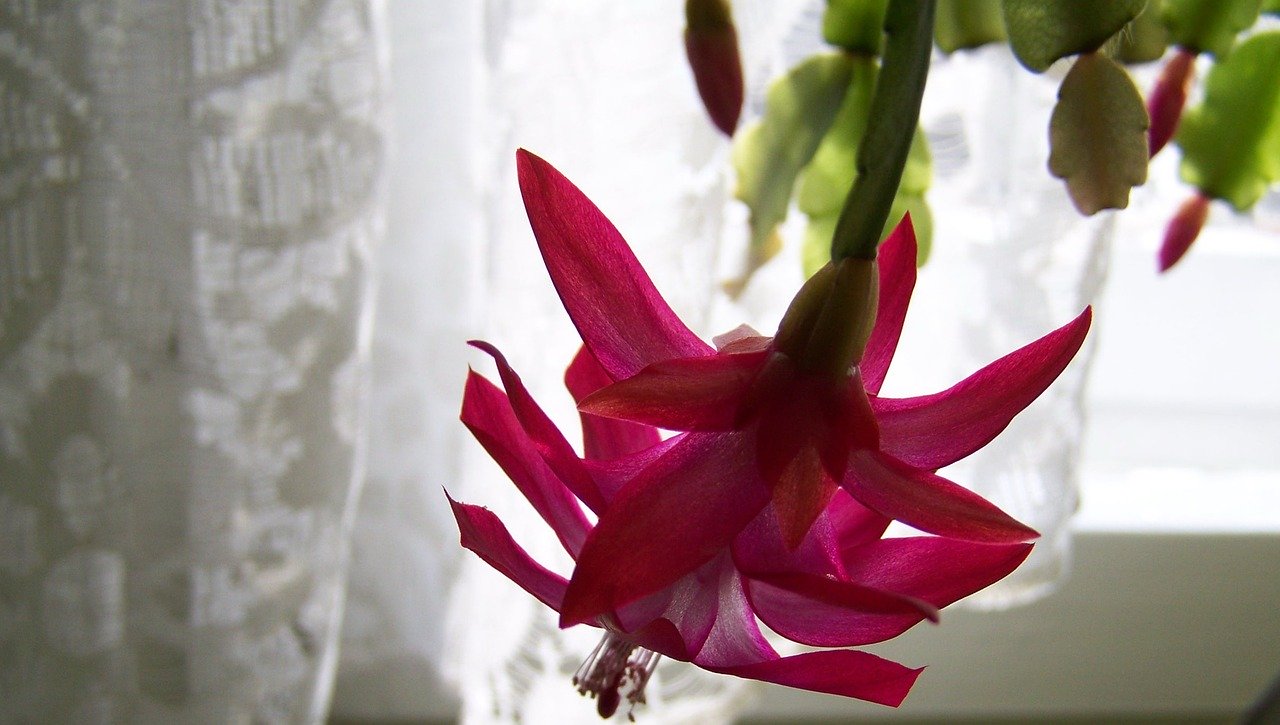 Philodendron elegans yercaud gardenites houseplants pokloni cvet All You Need to Know About Growing a Christmas Cactus - Garden and Happy