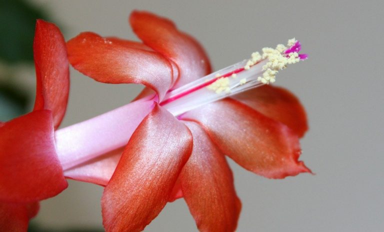 All You Need to Know About Growing a Christmas Cactus - Garden and Happy
